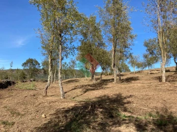 Terreno Agricola ou Rústico para Venda em São Salvador da Aramenha