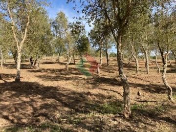 Terreno Agricola ou Rústico para Venda em São Salvador da Aramenha