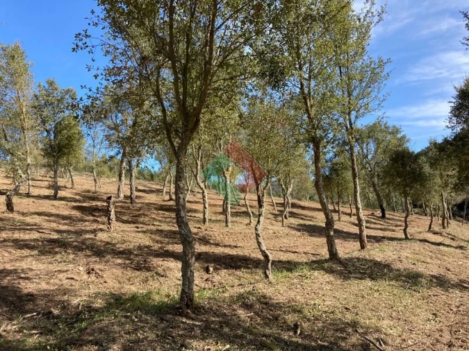 Terreno Agricola ou Rústico para Venda em São Salvador da Aramenha Foto 20