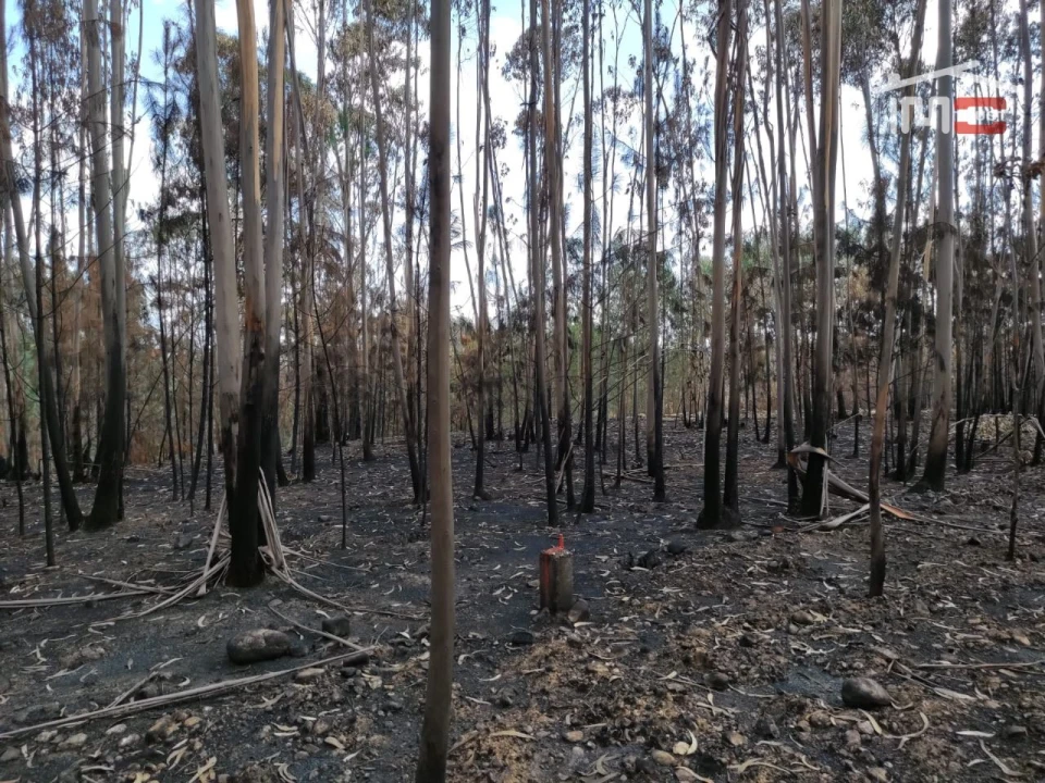 Terreno Agricola ou Rústico para Venda em Urqueira Foto 1