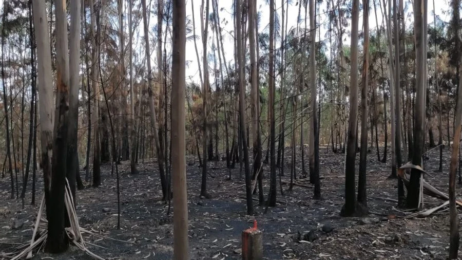 Terreno Agricola ou Rústico para Venda em Urqueira