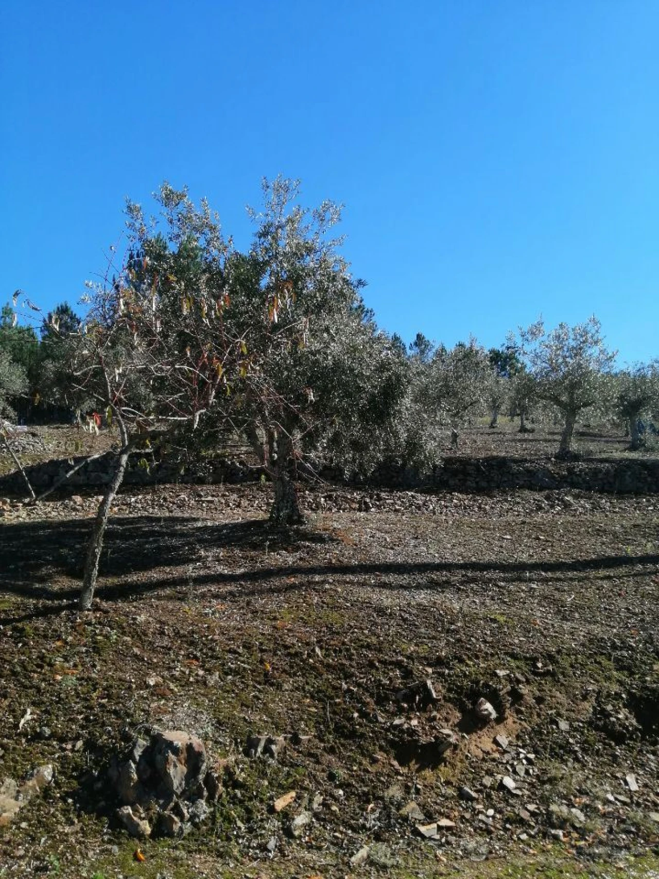 Terreno Agricola ou Rústico para Venda em São Salvador da Aramenha Foto 3