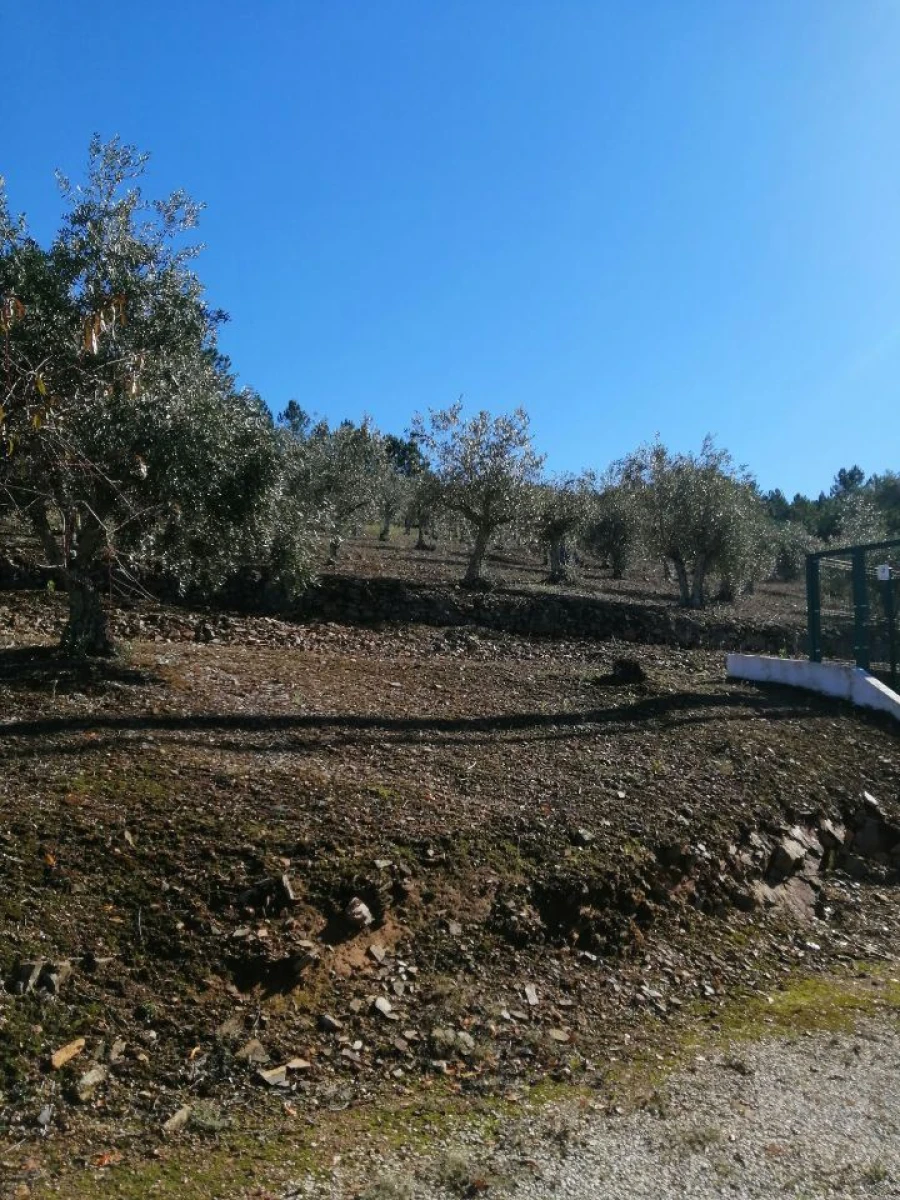 Terreno Agricola ou Rústico para Venda em São Salvador da Aramenha Foto 2