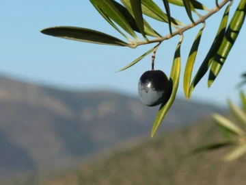Armazém para Venda em Pinhel