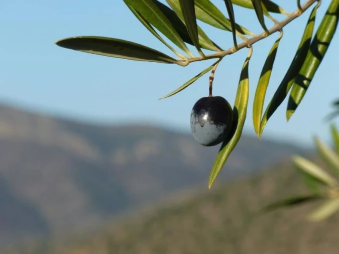Armazém para Venda em Pinhel Foto 2