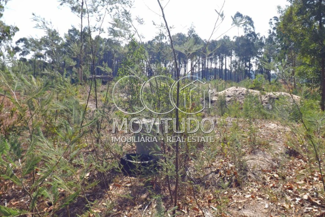 Terreno Misto para Venda em Monte Real e Carvide Foto 9