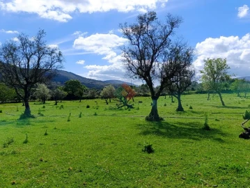 Quinta T4 para Venda em São Salvador da Aramenha