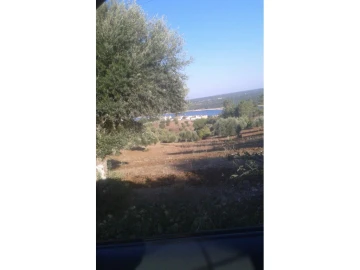 Terreno Agricola ou Rústico para Venda em Montargil