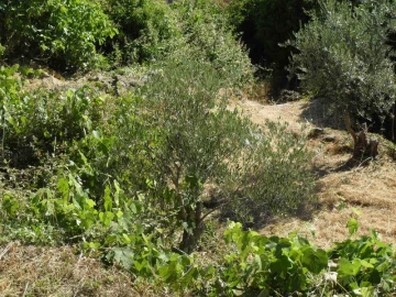 Quinta para Venda em Santa Maria de Marvão