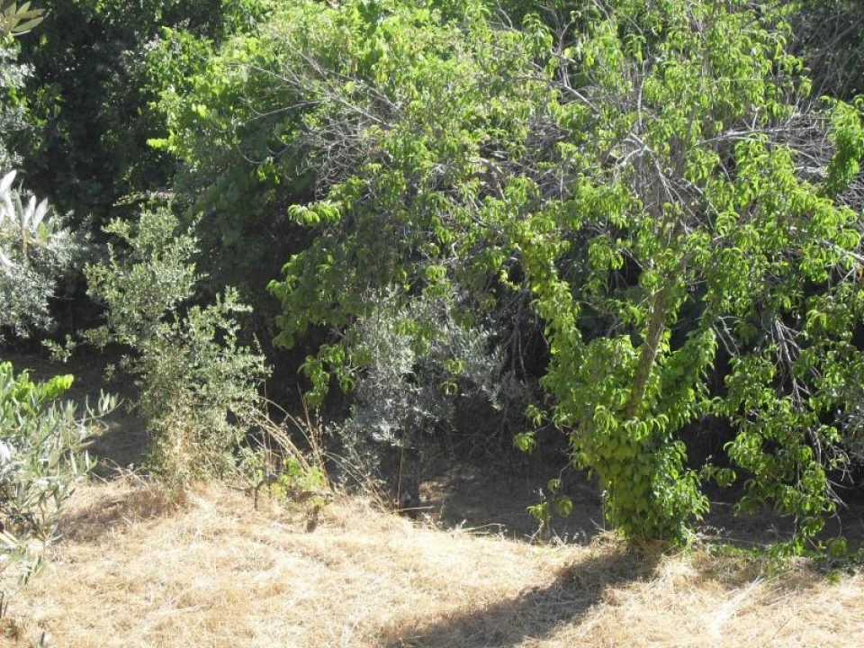 Quinta para Venda em Santa Maria de Marvão Foto 15