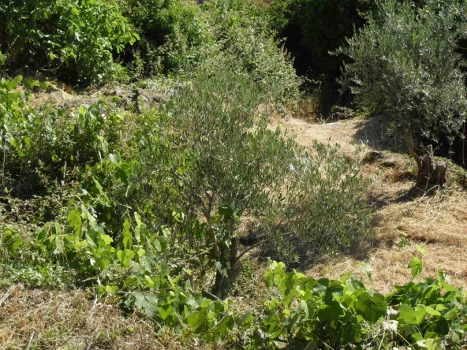 Quinta para Venda em Santa Maria de Marvão Foto 16