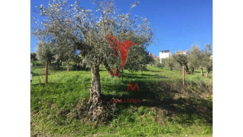 Terreno para Venda em Montargil