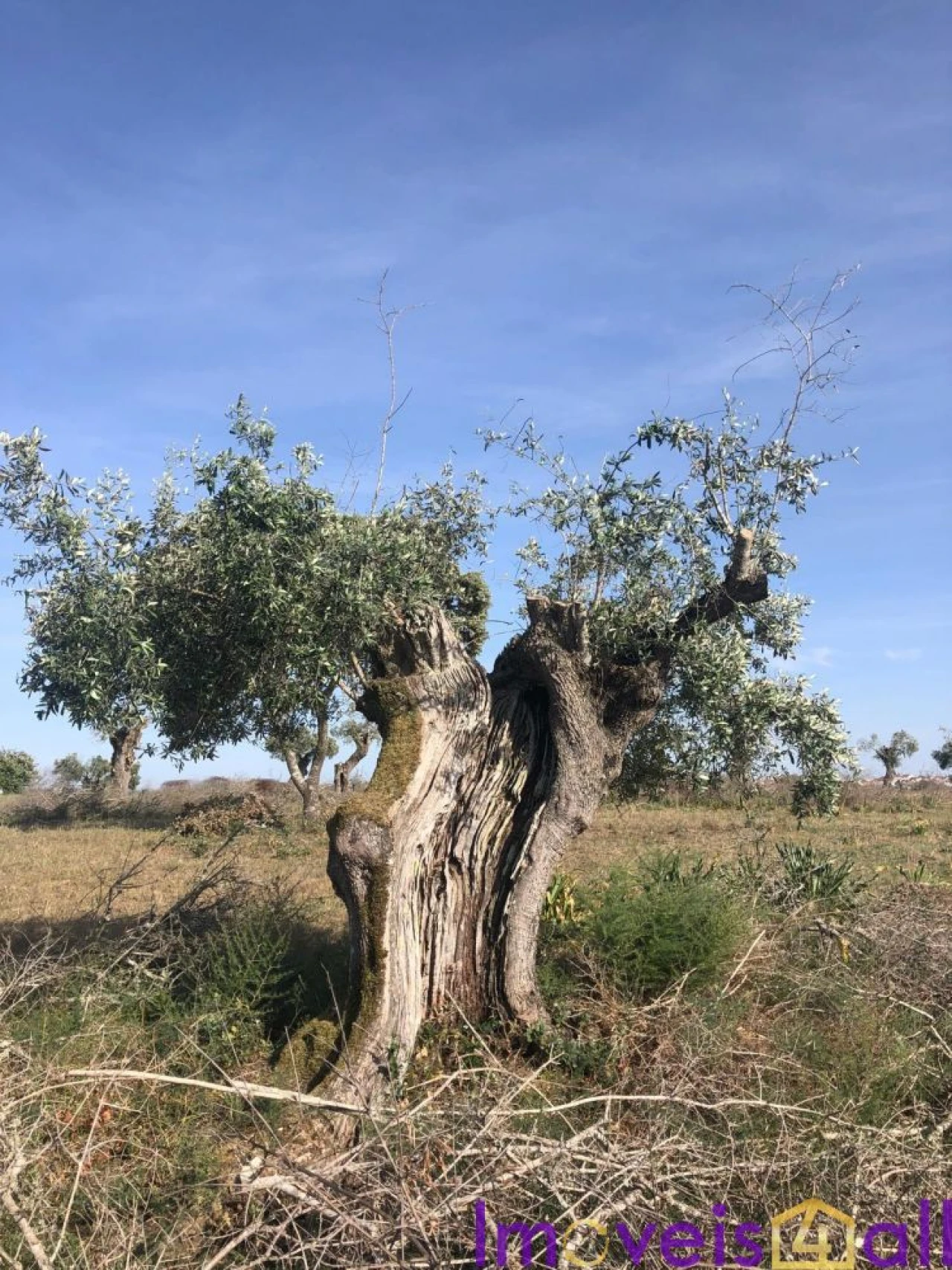 Quinta T0 para Venda em Torrão Foto 23