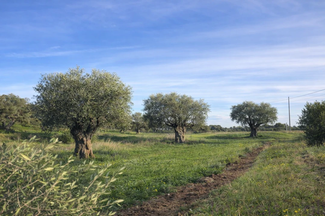 Quinta T0 para Venda em Torrão Foto 13