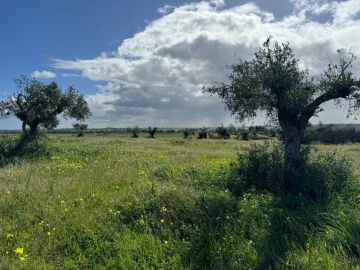 Quinta T0 para Venda em Torrão