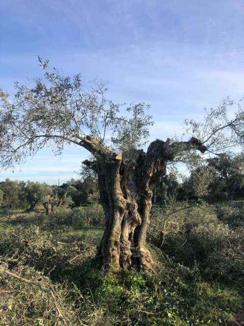 Quinta T0 para Venda em Torrão