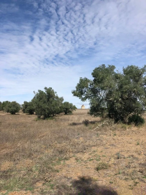 Quinta T0 para Venda em Torrão