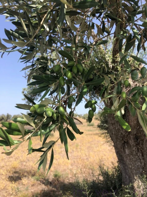 Quinta T0 para Venda em Torrão