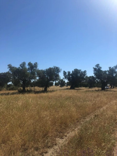 Quinta T0 para Venda em Torrão