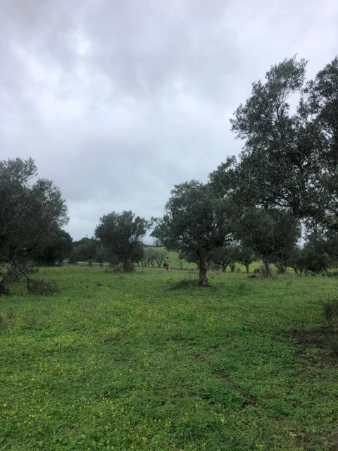 Quinta T0 para Venda em Torrão