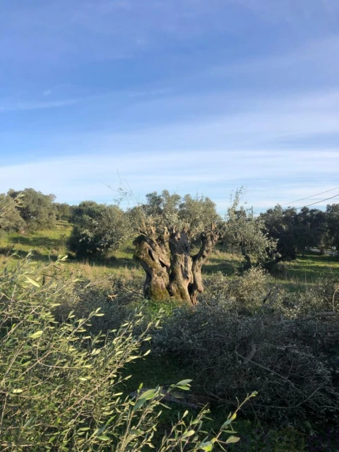 Quinta T0 para Venda em Torrão