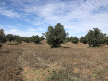 Quinta T0 para Venda em Torrão