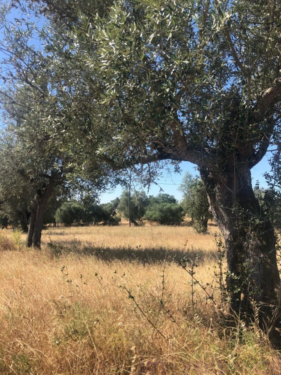 Quinta T0 para Venda em Torrão Foto 20