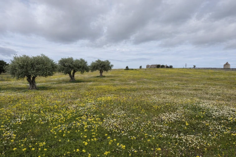 Quinta T0 para Venda em Torrão Foto 11