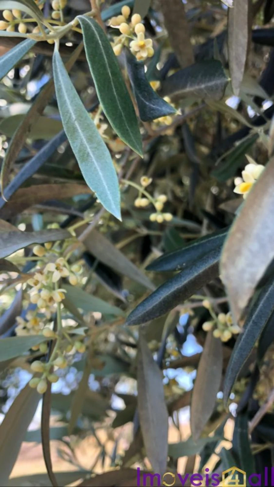 Quinta T0 para Venda em Torrão Foto 24