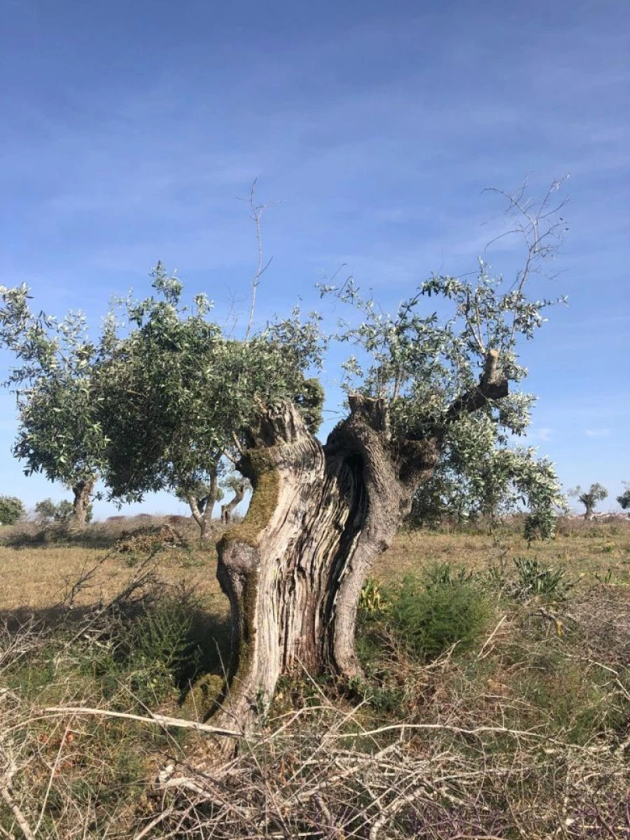 Quinta T0 para Venda em Torrão Foto 23