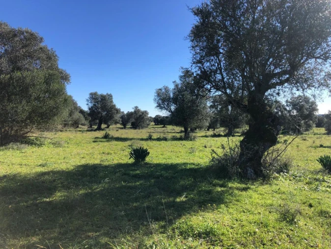 Quinta T0 para Venda em Torrão Foto 4