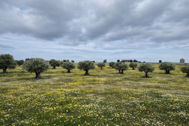 Quinta T0 para Venda em Torrão Foto 14