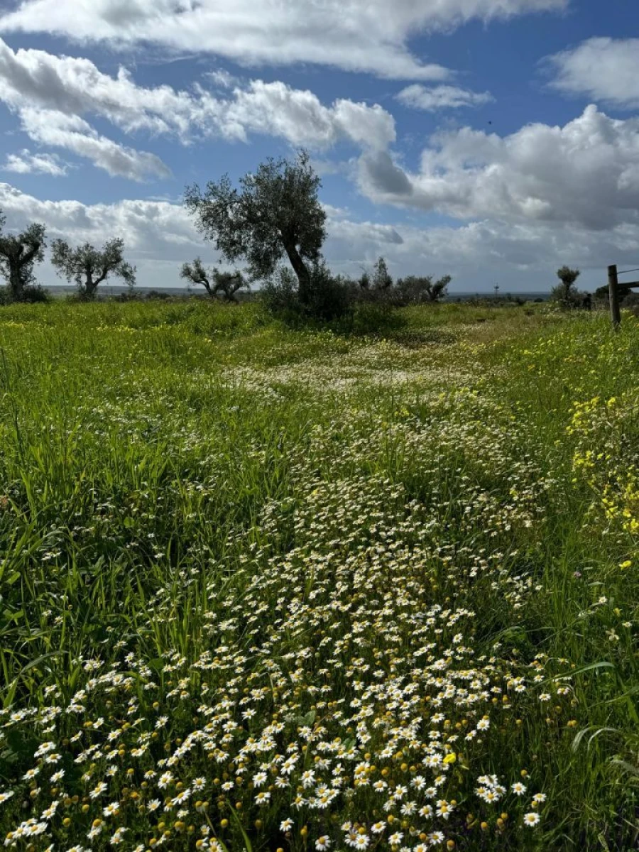 Quinta T0 para Venda em Torrão Foto 5