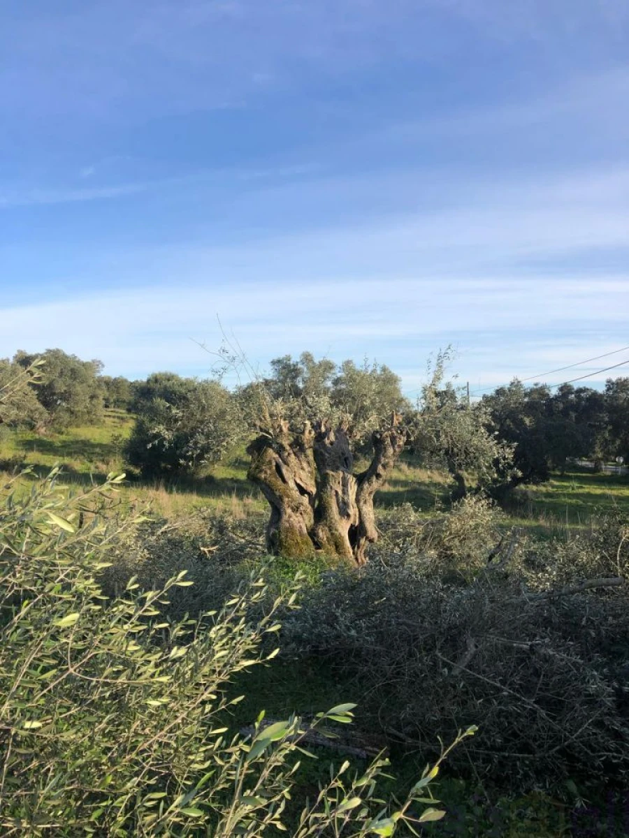 Quinta T0 para Venda em Torrão Foto 3