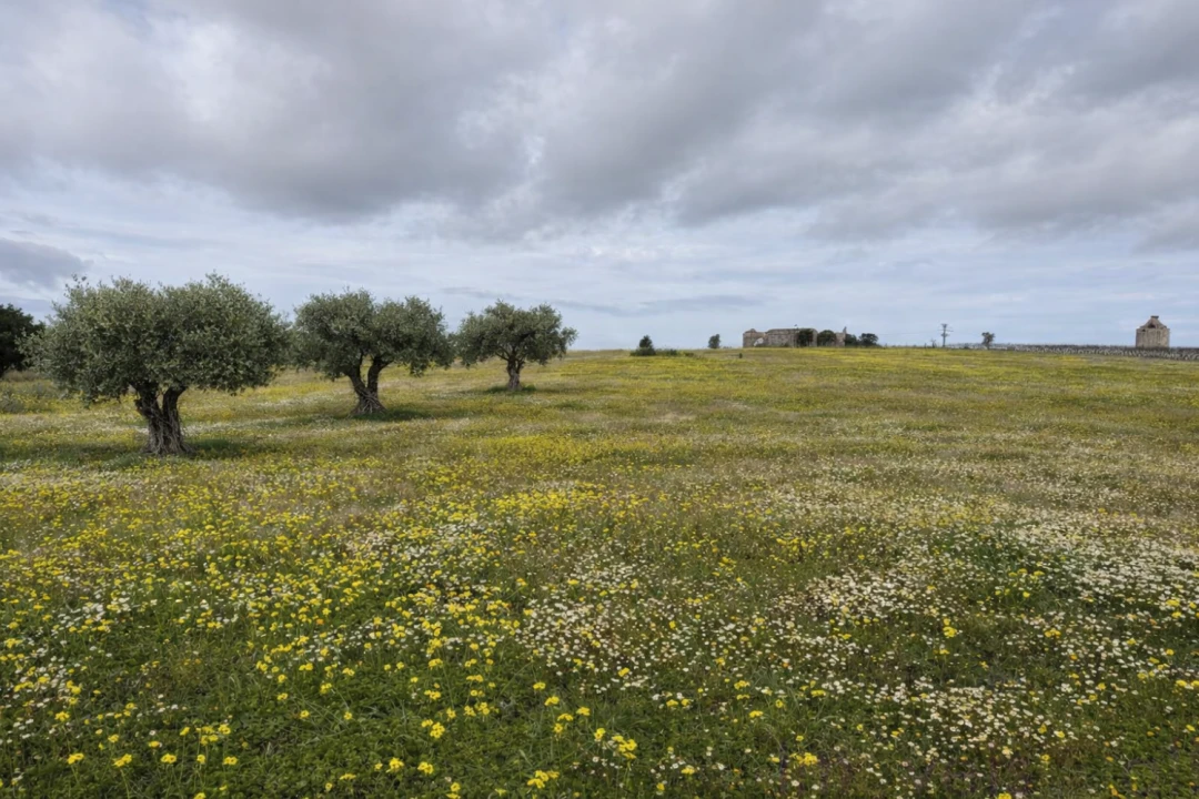 Quinta T0 para Venda em Torrão Foto 11