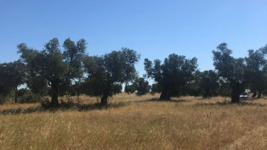 Quinta T0 para Venda em Torrão