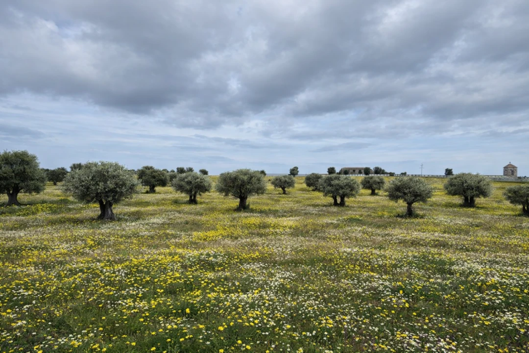 Quinta T0 para Venda em Torrão Foto 14