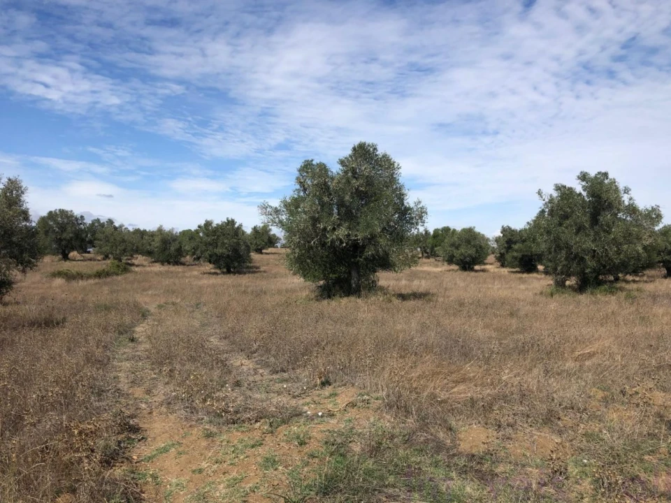 Quinta T0 para Venda em Torrão Foto 28