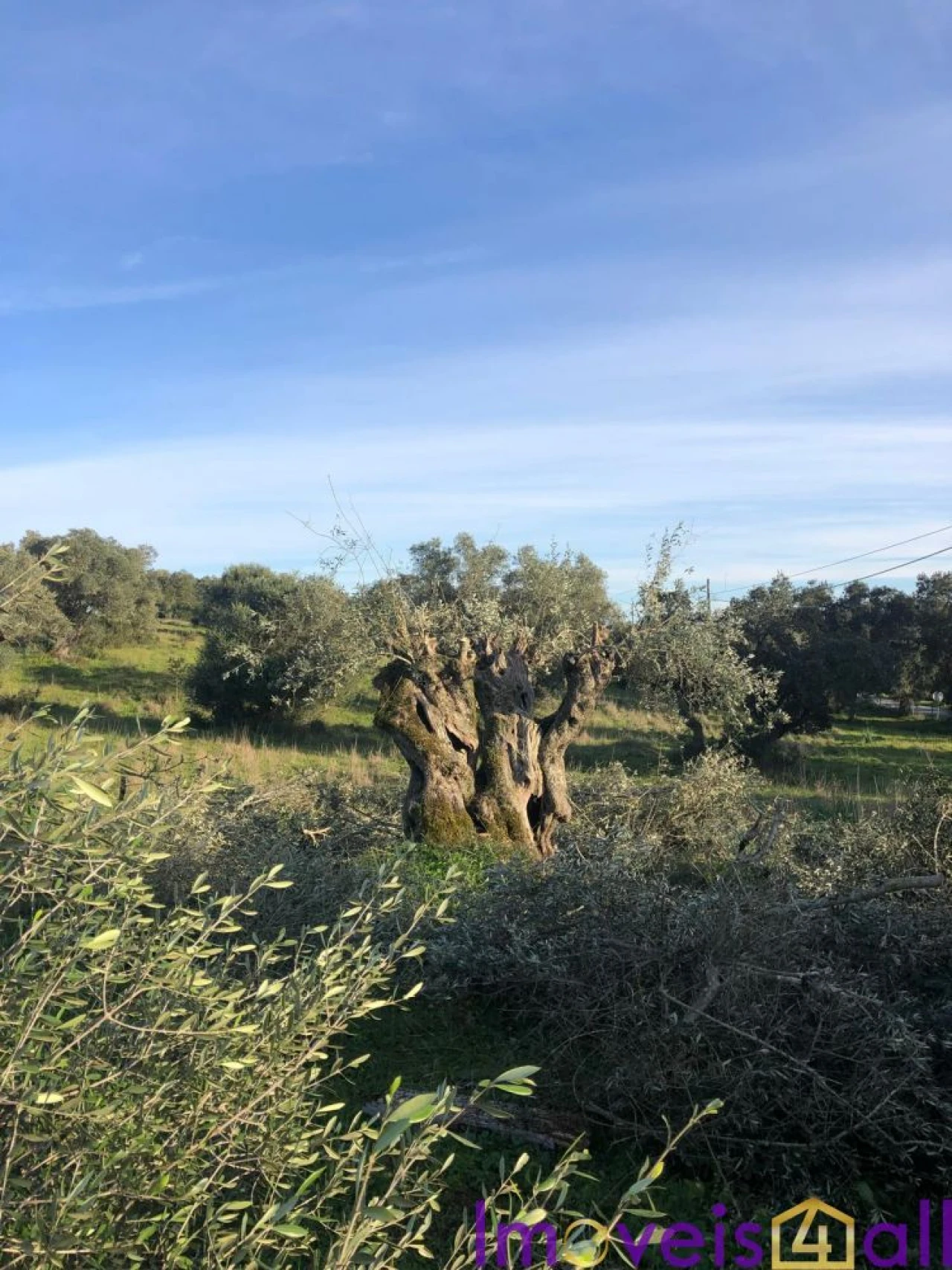 Quinta T0 para Venda em Torrão Foto 3