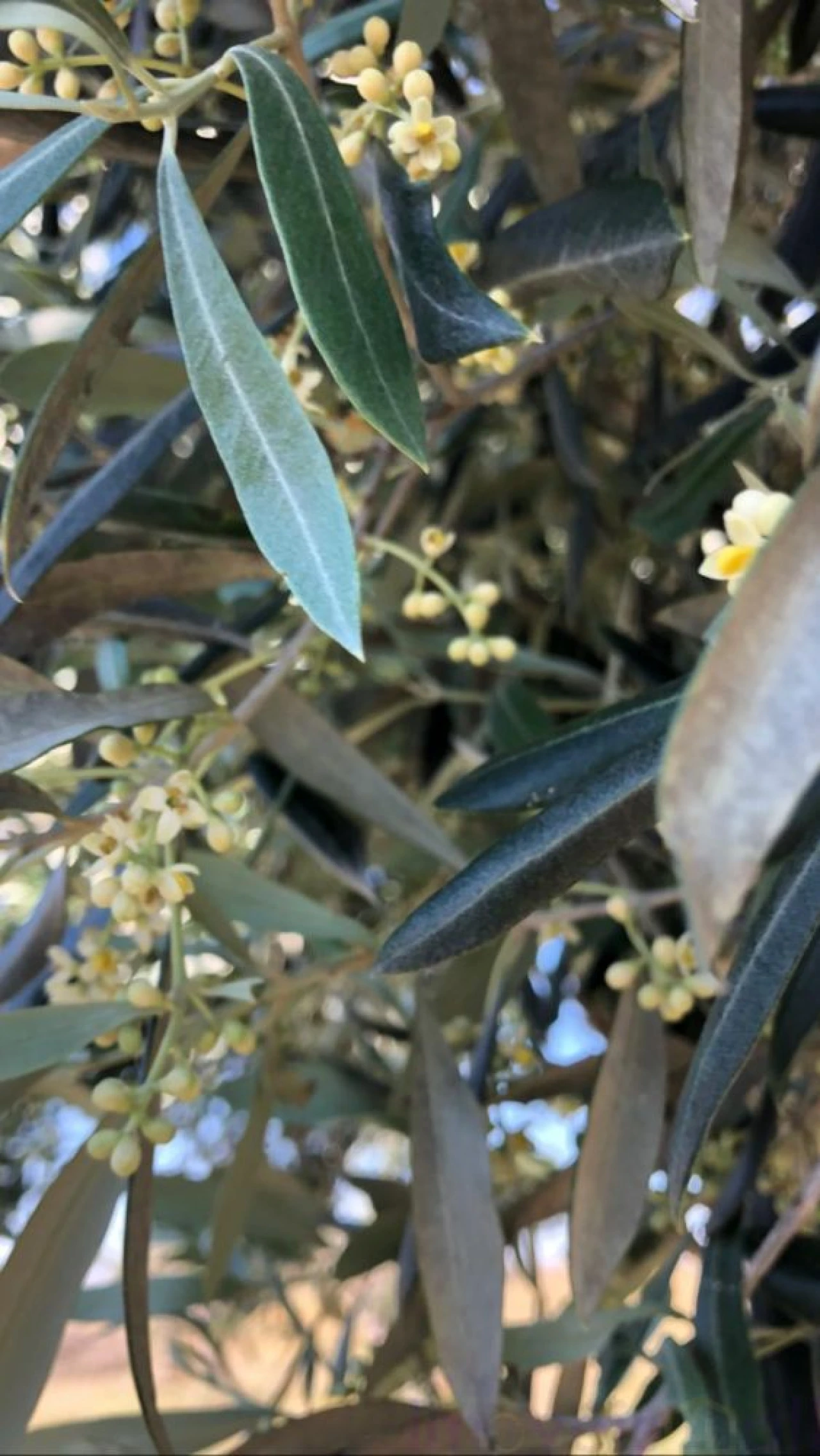 Quinta T0 para Venda em Torrão Foto 24