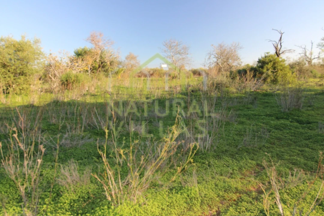 Terreno Agricola ou Rústico para Venda em Pechão Foto 10