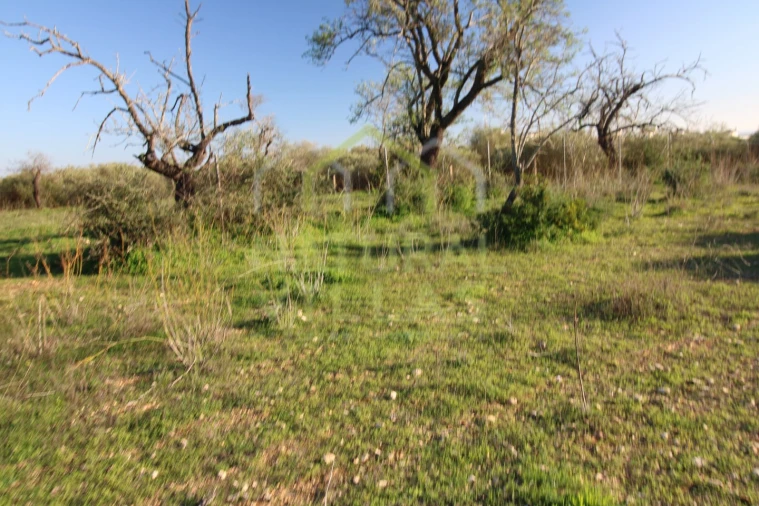Terreno Agricola ou Rústico para Venda em Pechão Foto 5