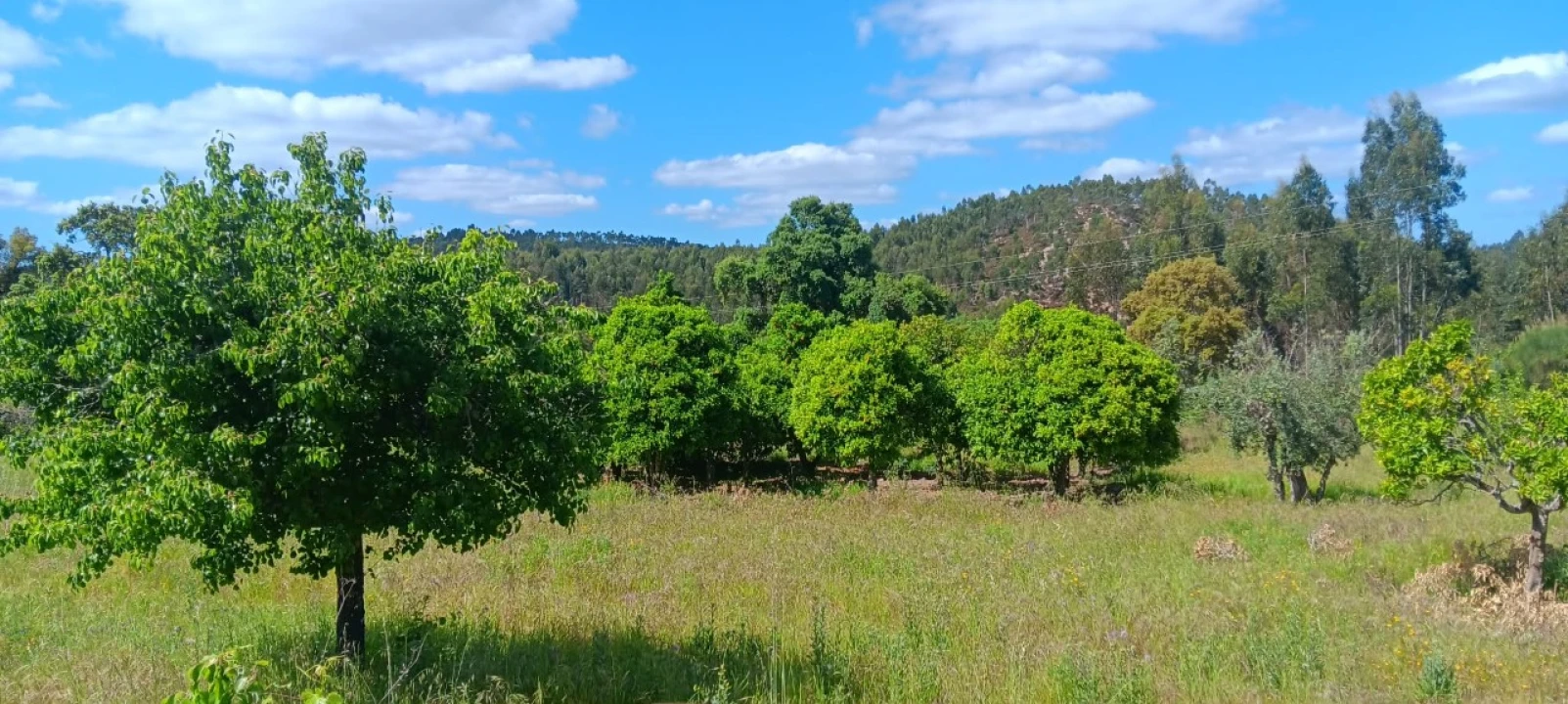 Terreno Agricola ou Rústico para Venda em Mação, Penhascoso e Aboboreira Foto 2
