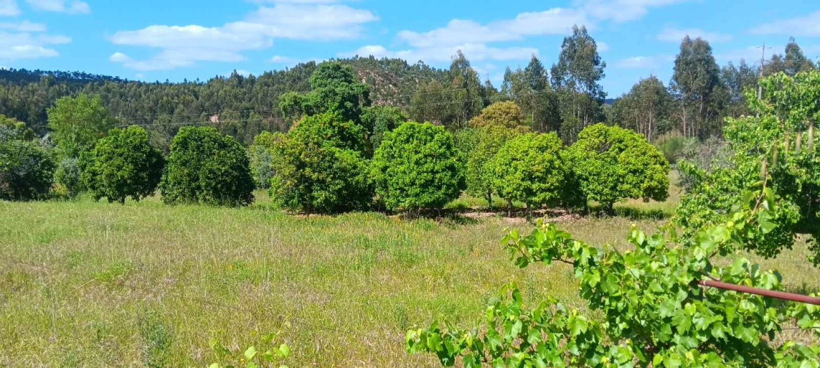 Terreno Agricola ou Rústico para Venda em Mação, Penhascoso e Aboboreira Foto 3