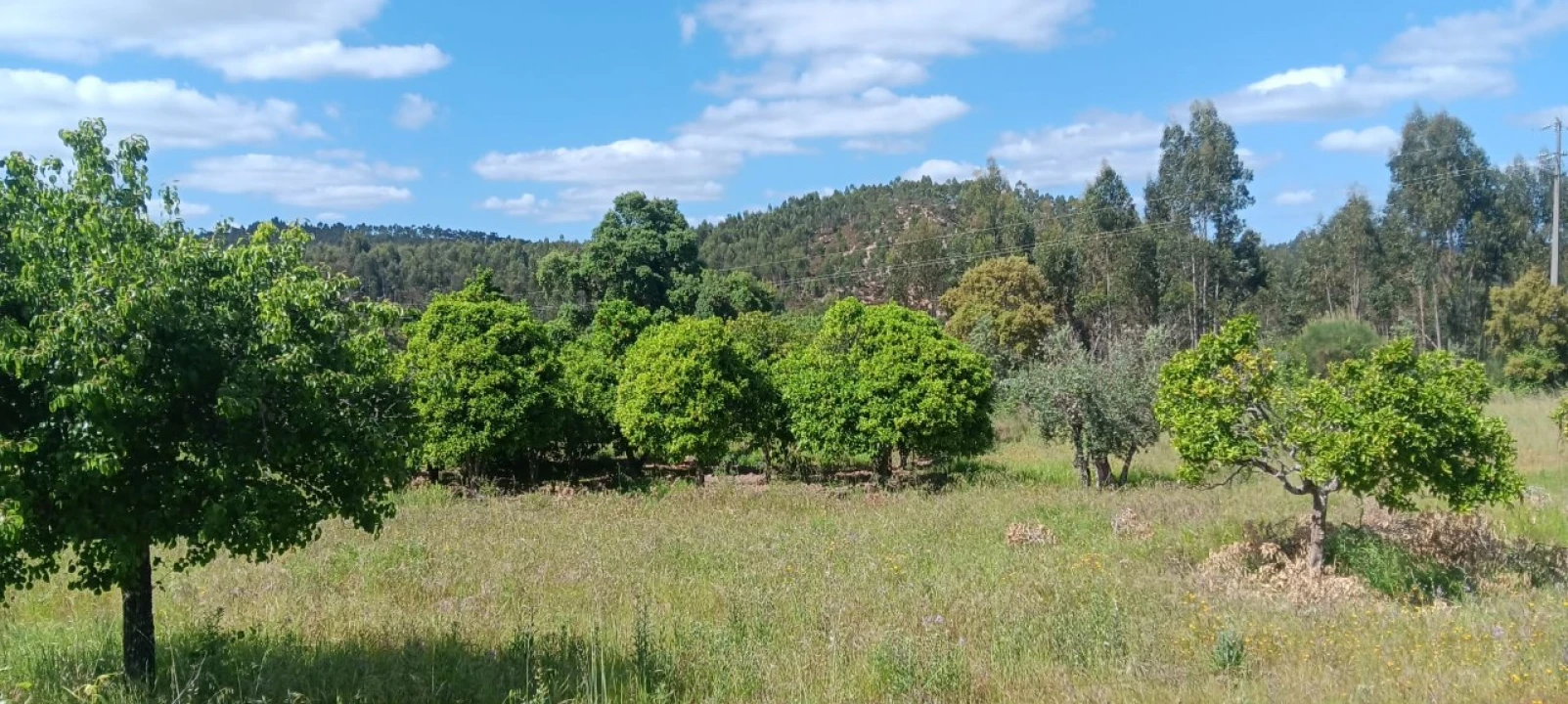 Terreno Agricola ou Rústico para Venda em Mação, Penhascoso e Aboboreira Foto 4