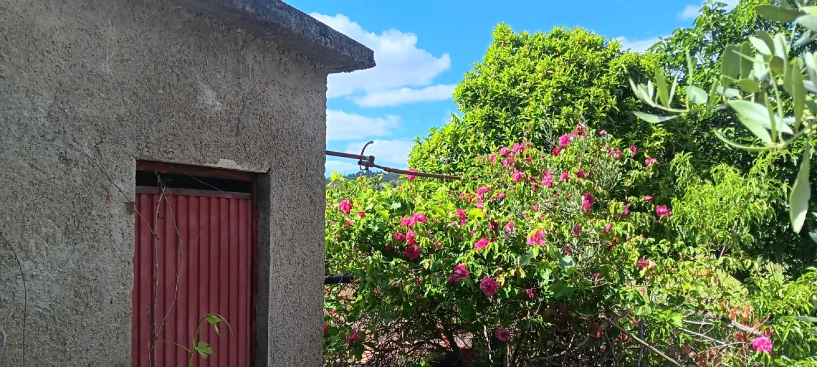 Terreno Agricola ou Rústico para Venda em Mação, Penhascoso e Aboboreira Foto 8