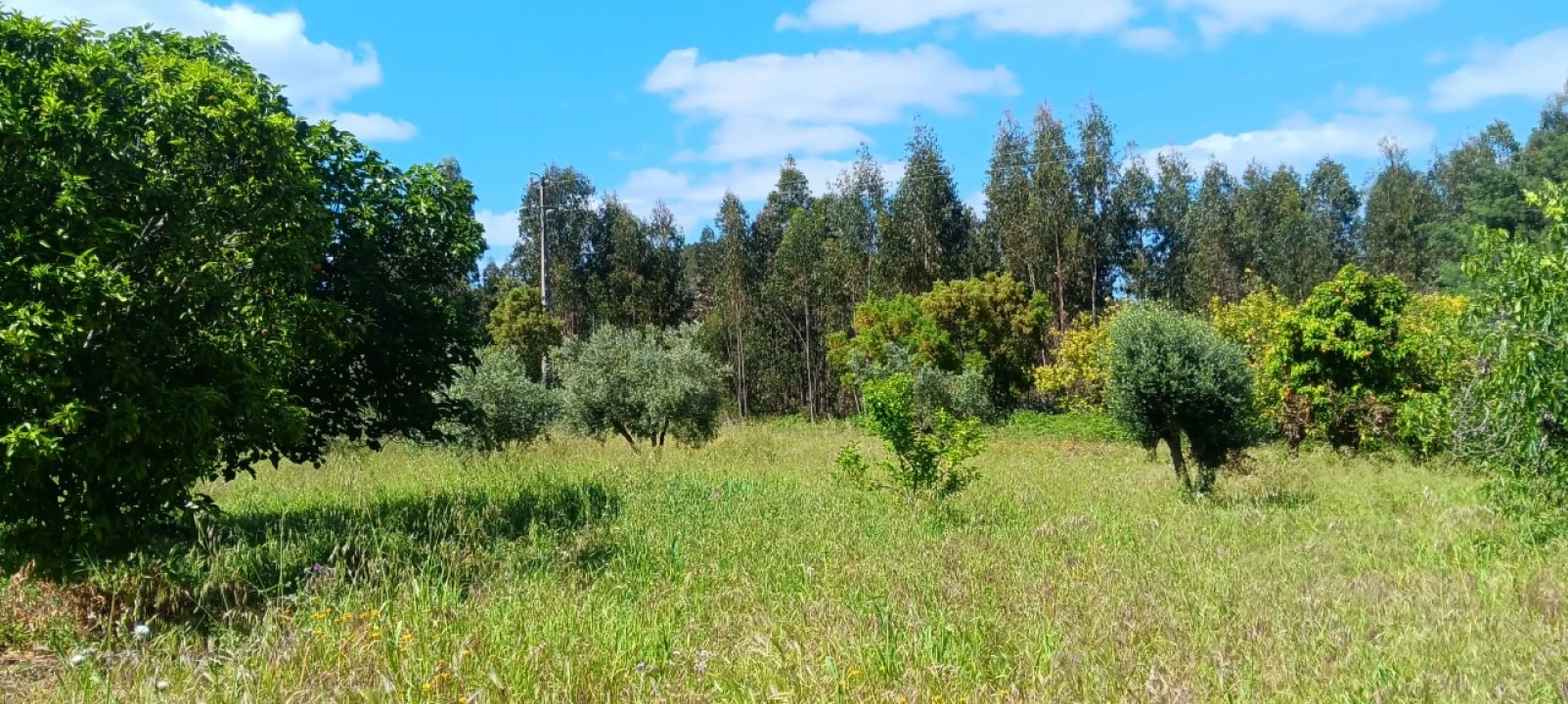 Terreno Agricola ou Rústico para Venda em Mação, Penhascoso e Aboboreira Foto 9