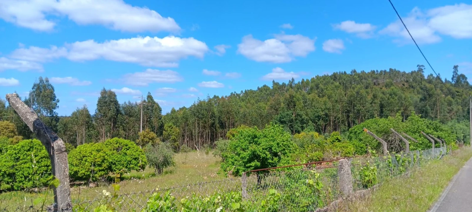 Terreno Agricola ou Rústico para Venda em Mação, Penhascoso e Aboboreira Foto 17