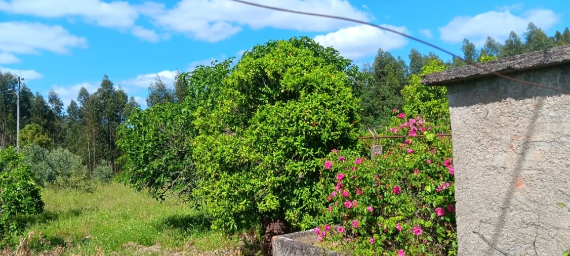 Terreno Agricola ou Rústico para Venda em Mação, Penhascoso e Aboboreira Foto 7