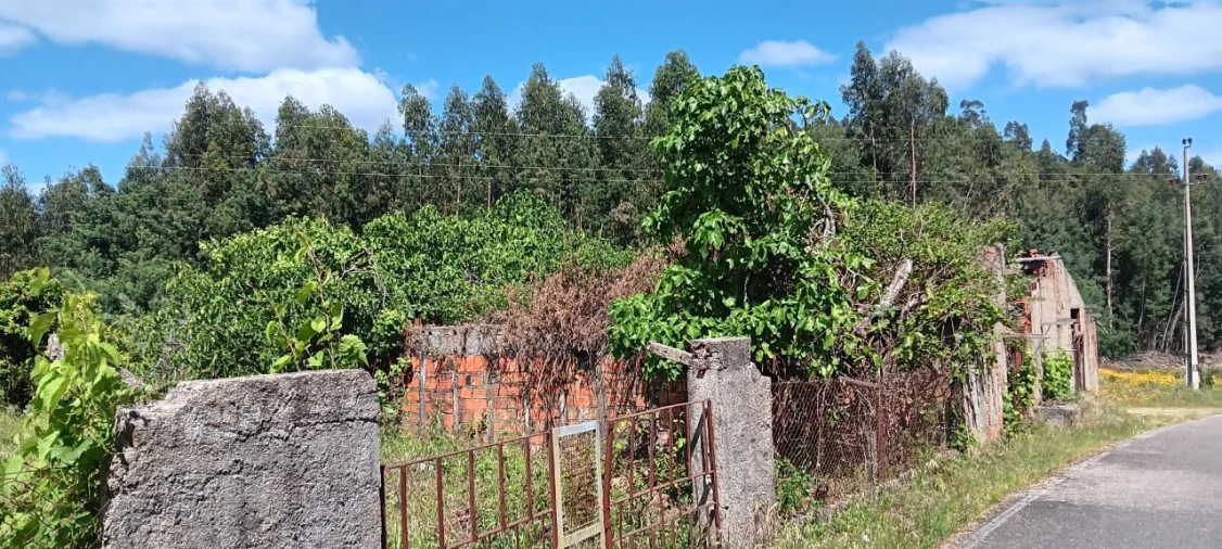 Terreno Agricola ou Rústico para Venda em Mação, Penhascoso e Aboboreira Foto 12